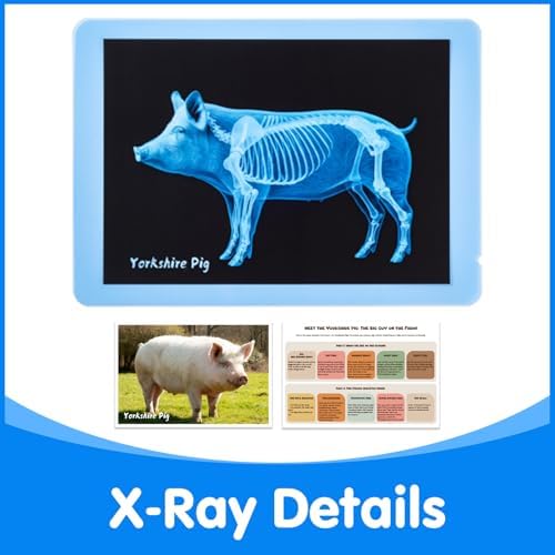 10 Pcs Farm Animal Xrays - Light Table Accessories - Image 6