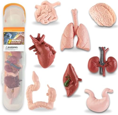 Liberty Imports 8 PCS Human Organs Toy Body Parts Figurines - 3D Mini Anatomy Model Realistic Teaching Prop - Brain, Heart, Lung, Liver, Stomach, Intestines, Kidney for Kids by LibertyBrandsUS