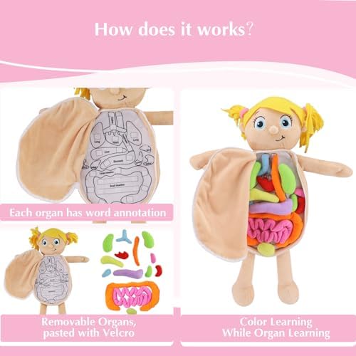 vocheer Human Body Anatomy Toy, Montessori Preschool Educational Organ Plush Toys for Kids, Science Learning Kits for Student, Body Organ Awareness Teaching Tools for Girls - Image 5