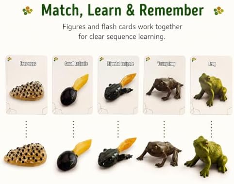 Montessori Life Cycle Animal Figures with Flash Cards, Lifelike Animal Growth Cycle Biological Model Set (Frog) - Image 6