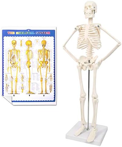 NEW HORIZON 17.7“ Human Skeleton Model for Anatomy,Movable Arms Legs Bones Structures,Whole Spine Ribs Skeleton Model,Suitable for Study Display Artificial Limbs for Medical Instruction Purposes - Image 2