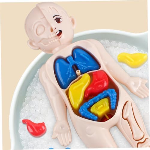 Anatomy Model, Human Body Model for Kids 7x4 Anatomy Organs Detachable Human Body ABS No Burrs Science Toys Educational for Kids - Image 4