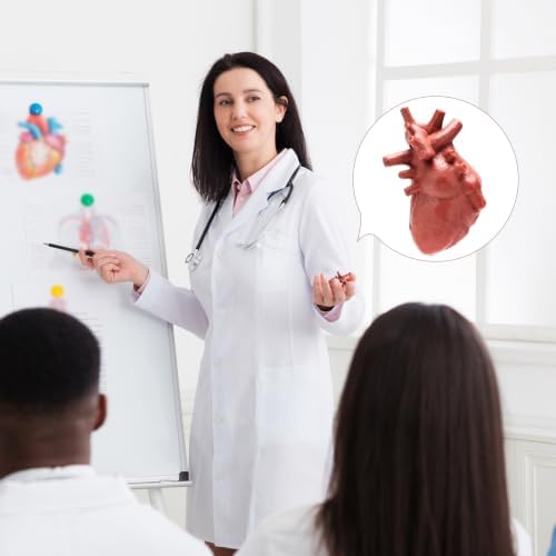 8 PCS Mini Human Body Model for Kids, Human Organ Model Anatomy, Physiology 3D Realistic Study Tools for Students Sciences Class Learn - Image 6