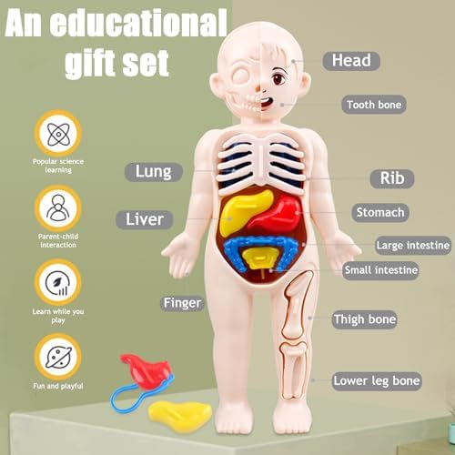 Anatomy Model, Human Body Model for Kids 7x4 Anatomy Organs Detachable Human Body ABS No Burrs Science Toys Educational for Kids Over 3 Years Old - Image 6