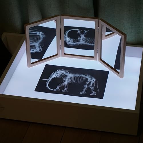 Animal X-Ray Set, Educational Science Kit, Light Table Accessory for Children (Wild Animals) - Image 4