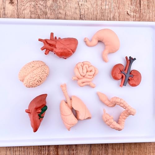 Safari Ltd. Human Organs TOOB - 8 Mini Figurines Including Brain, Heart, Lungs, Liver, Kidneys, Stomach, and Intestines - Anatomy Educational Toy Figures for Boys, Girls & Kids Ages 3+ - Image 2