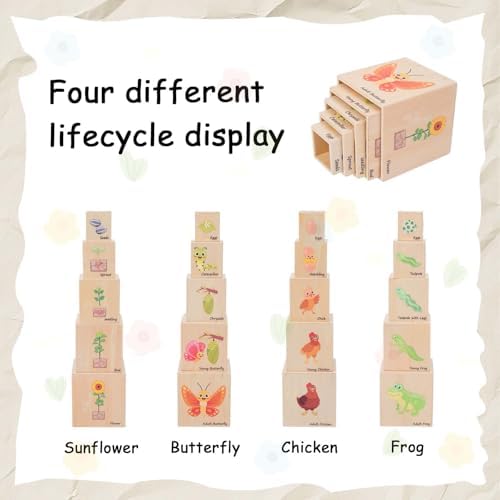 Adena Montessori 5-Piece Life Cycle Toy Set, 3-6y - Image 4