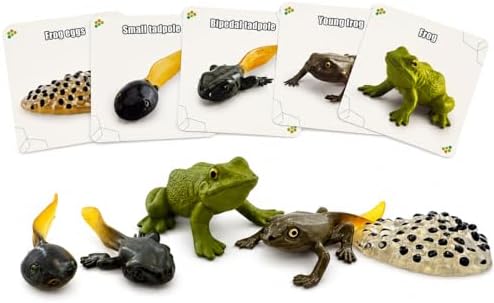 Montessori Life Cycle Animal Figures with Flash Cards, Lifelike Animal Growth Cycle Biological Model Set (Frog) by HYSTYLE
