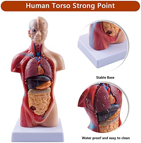 breesky 10.5inch Medical Torso Human Body Model Anatomy Doll 15 Removable Parts Education Organs Model for Teaching Study Class Students - Image 6