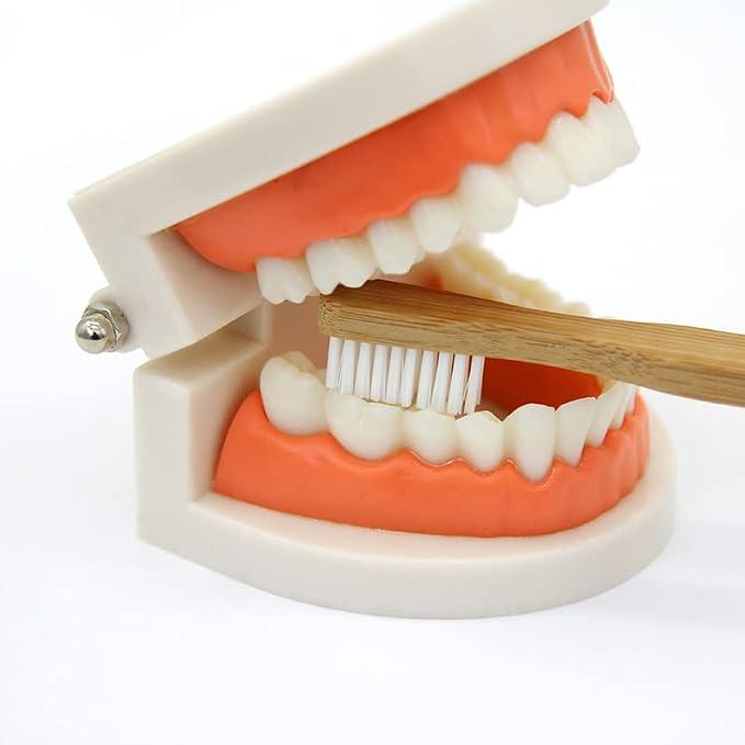 Kiddison Brushing Teeth Activity Set Montessori Practical Life - Image 2