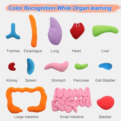 KAKIBLIN 3D Organ Apron,(Upgrade Version) Anatomy Apron Human Body Organs Awareness Educational Toy for Home Preschool Teaching Aid, Transparent - Image 6