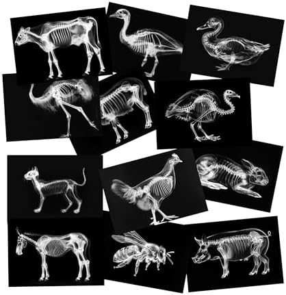 Animal X-Ray Set, Educational Science Kit, Light Table Accessory for Children (Farm Animals) by SZREGGIO