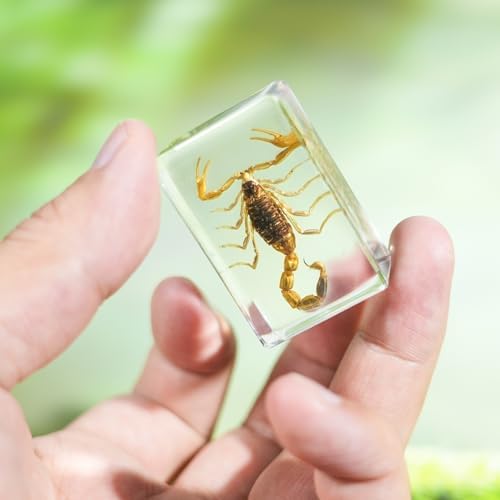 12Pcs Insect Specimens Set, Real Insect Taxidermy in Resin Specimens with Magnifier & Info Cards, Unique Science Educational Bugs, Oddities Gift - Image 4