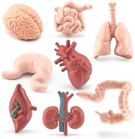 2 Inch 8PCS Human Body Model for Kids Mini Fake Body Parts Sets Human Anatomy Model Anatomy and Physiology Good Tools Students Sciences Learning Kit for Boys Girls Kids by GUFOPONAS