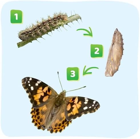Insect Lore Butterfly Garden with All-Inclusive Voucher to Redeem Caterpillars, Ultra-Clear Dome Habitat - Butterfly Raising Kit, Raise 5 Painted Lady Butterflies from USA - Image 4