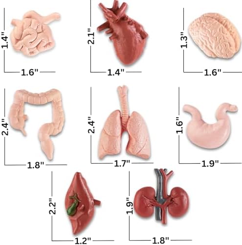 Liberty Imports 8 PCS Human Organs Toy Body Parts Figurines - 3D Mini Anatomy Model Realistic Teaching Prop - Brain, Heart, Lung, Liver, Stomach, Intestines, Kidney for Kids - Image 6