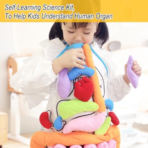vocheer 3D Organ Apron, Anatomy and Physiology Human Body Model for Kids - Image 4