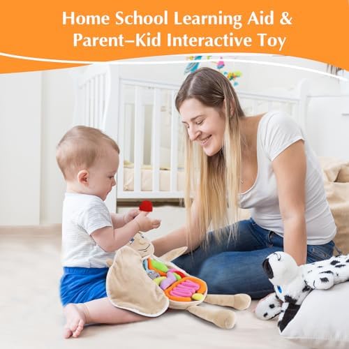Vocheer Human Body Anatomy Toy, Montessori Preschool Educational Plush - Image 3