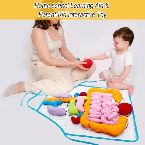vocheer 3D Organ Apron, Anatomy and Physiology Human Body Model for Kids - Image 5