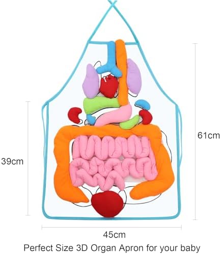 KAKIBLIN 3D Organ Apron,(Upgrade Version) Anatomy Apron Human Body Organs Awareness Educational Toy for Home Preschool Teaching Aid, Transparent - Image 7