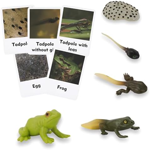 Montessori Frog Life Cycle with Flash Cards, Plastic Tadpole to Frog Kit Toy, Realistic Animal Figurines for Kids (Frogs) - Image 2