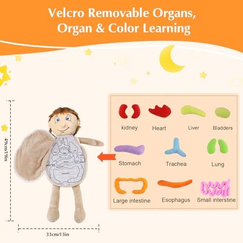 Vocheer Human Body Anatomy Toy, Montessori Preschool Educational Plush - Image 6
