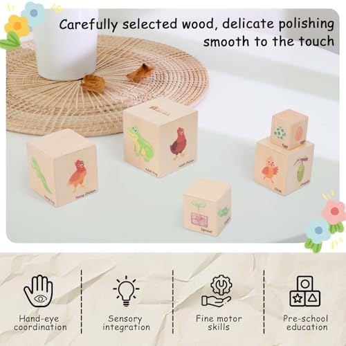 Adena Montessori 5-Piece Life Cycle Toy Set, 3-6y - Image 3