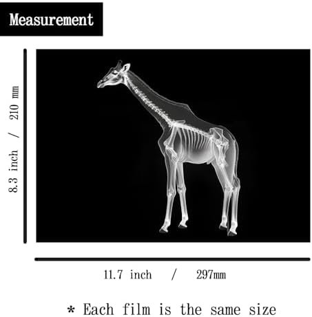 Animal X-Ray Set, Educational Science Kit, Light Table Accessory for Children (Wild Animals) - Image 2
