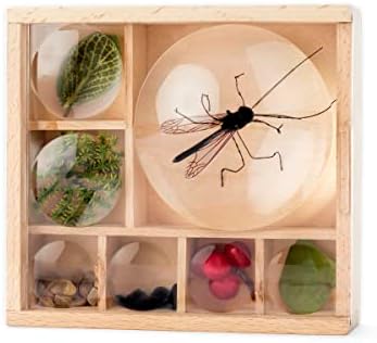 Kikkerland Huckleberry My Little Museum Bug Box Collection, Observation Bug House, 7 Compartments, in-Built Magnifying Lenses, for Insect Collecting - Image 4