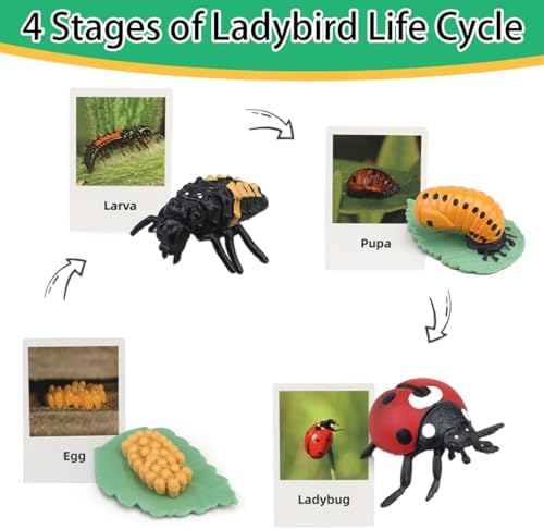 ​Montessori Life Cycle Learning - Montessori Life Cycle Animal Figures with Flash Cards, Plastic Insects Monarch Butterfly Kit Caterpillar Toy for Kids, Realistic Animal Figurines (Ladybug) - Image 3
