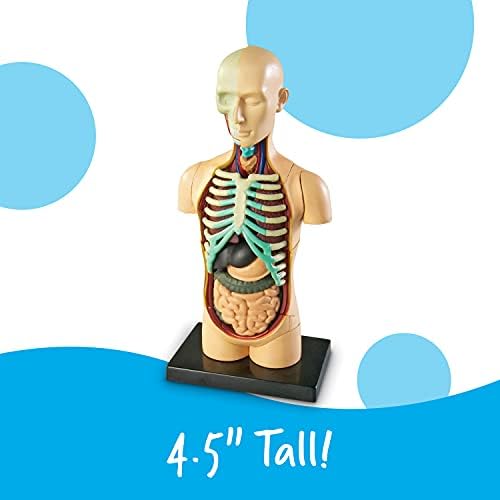 Learning Resources Human Anatomy Model Body - Image 6