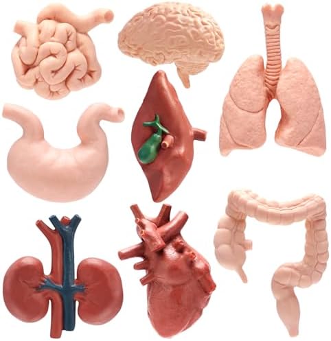 8 PCS Mini Human Body Model for Kids, Human Organ Model Anatomy, Physiology 3D Realistic Study Tools for Students Sciences Class Learn by Unknown