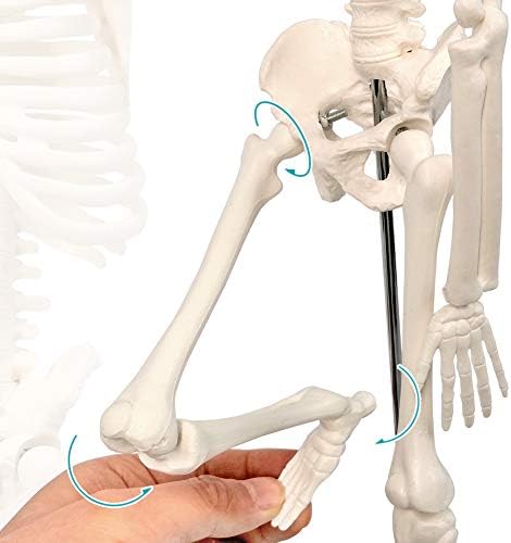 NEW HORIZON 17.7“ Human Skeleton Model for Anatomy,Movable Arms Legs Bones Structures,Whole Spine Ribs Skeleton Model,Suitable for Study Display Artificial Limbs for Medical Instruction Purposes - Image 4