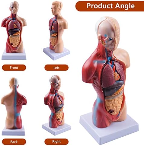 breesky 10.5inch Medical Torso Human Body Model Anatomy Doll 15 Removable Parts Education Organs Model for Teaching Study Class Students - Image 3