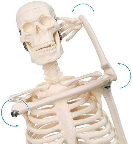 NEW HORIZON 17.7“ Human Skeleton Model for Anatomy,Movable Arms Legs Bones Structures,Whole Spine Ribs Skeleton Model,Suitable for Study Display Artificial Limbs for Medical Instruction Purposes - Image 5