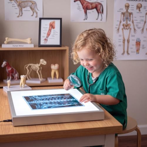 21 Pieces Human X-Ray Sets - Light Table Accessories - Image 2