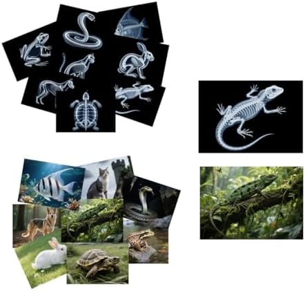 16 Animal X-Ray Set, Educational Science Kit for Kids to Explore Bone Structures for Lightstand Accessories, Light and Shadow Areas (Pets Series) by Unknown