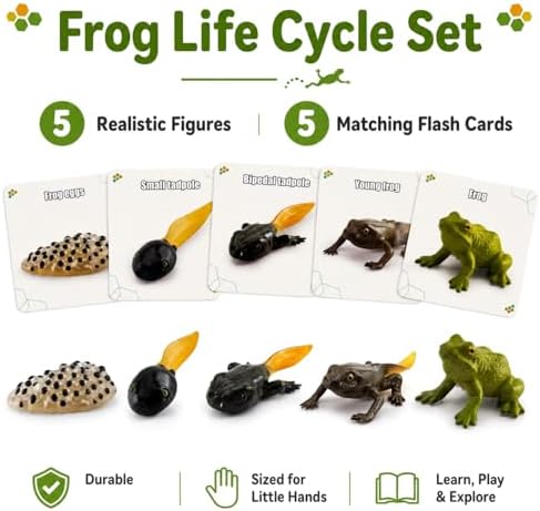 Montessori Life Cycle Animal Figures with Flash Cards, Lifelike Animal Growth Cycle Biological Model Set (Frog) - Image 3