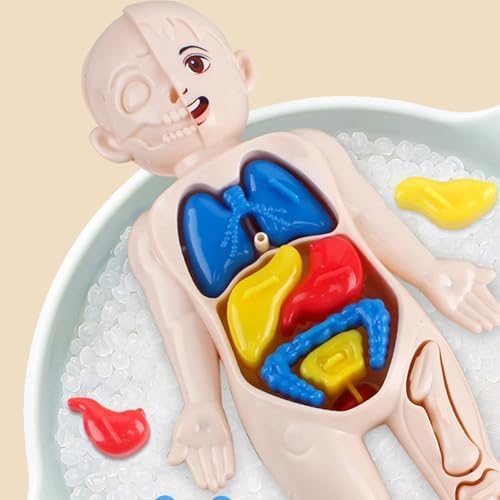Anatomy Model, Human Body Model for Kids 7x4 Anatomy Organs Detachable Human Body ABS No Burrs Science Toys Educational for Kids Over 3 Years Old - Image 4