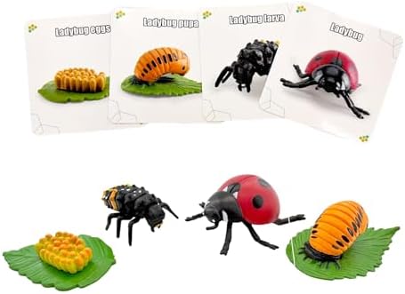 Montessori Life Cycle Animal Figures with Flash Cards, Lifelike Animal Growth Cycle Biological Model Set (Ladybug) by HYSTYLE