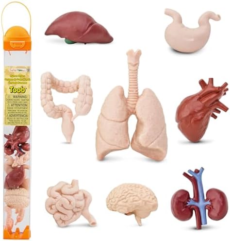 Safari Ltd. Human Organs TOOB - 8 Mini Figurines Including Brain, Heart, Lungs, Liver, Kidneys, Stomach, and Intestines - Anatomy Educational Toy Figures for Boys, Girls & Kids Ages 3+ by SafariLtd