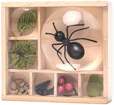 Kikkerland Huckleberry My Little Museum Bug Box Collection, Observation Bug House, 7 Compartments, in-Built Magnifying Lenses, for Insect Collecting - Image 3