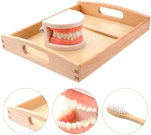 STOBOK Kids Toothbrush Set Montessori Teeth Brushing Toy with Wooden Brushes and Tray Educational Practical Life Model for Toddlers Preschool - Image 3