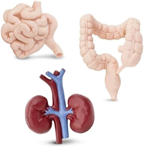 Safari Ltd. Human Organs TOOB - 8 Mini Figurines Including Brain, Heart, Lungs, Liver, Kidneys, Stomach, and Intestines - Anatomy Educational Toy Figures for Boys, Girls & Kids Ages 3+ - Image 4