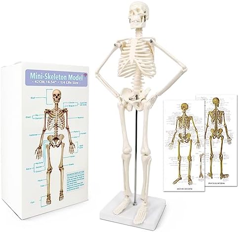 NEW HORIZON 17.7“ Human Skeleton Model for Anatomy,Movable Arms Legs Bones Structures,Whole Spine Ribs Skeleton Model,Suitable for Study Display Artificial Limbs for Medical Instruction Purposes by Suitableforanatomynursing
