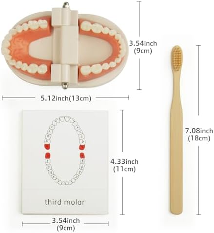 MEROCO Montessori Teeth Brushing Model Flash Cards Toddler Learning Set - Image 2
