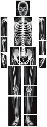 Lineshading 16 Pieces Human x Rays Bones Pretend x Rays for Kids Human Bones Body Educational Science Kit Display Play Table(Black and White) by Lineshading
