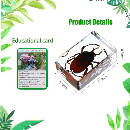 Insect in Resin Collection,Educational Bugs Specimen Set for Kids,Perfect for Preschool,Classroom Science and Home Displays (20 Insect Styles) - Image 2