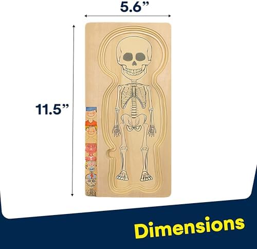 Kidzlane Boy Wooden My Body Puzzle for Toddlers & Kids - 29 Piece Boys Anatomy Puzzle Kid Play Set - Anatomy for Kids, Skeleton Toys for Children Ages 3 Plus - Image 3