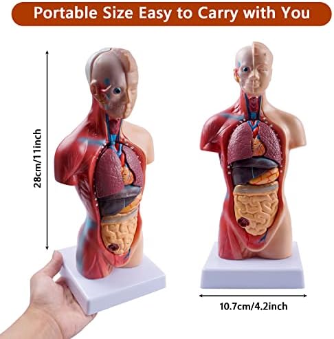 breesky 10.5inch Medical Torso Human Body Model Anatomy Doll 15 Removable Parts Education Organs Model for Teaching Study Class Students - Image 2